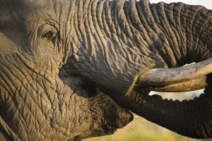 Close up image of an African elephant as it drinks